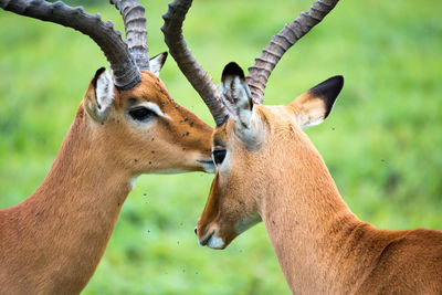 Close-up of deer