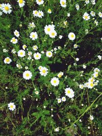 Close-up of white daisy flowers in field