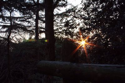 Sun shining through trees