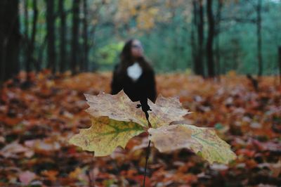 Leaf on tree in forest during autumn