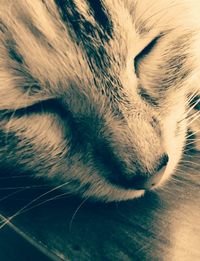 Close-up of cat sleeping