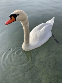 High angle view of swan swimming in lake