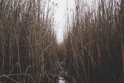 Scenic view of lake in forest