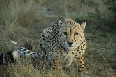 Wild cheetah facing the photographer