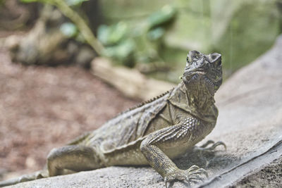 Close-up of a lizard on land