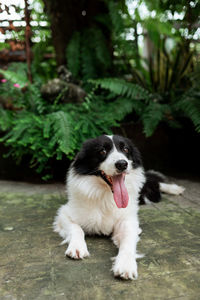 Portrait of dog looking away while sitting on plant