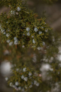 Close-up of moss growing on tree