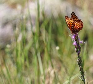 Close-up of butterfly on flower in field