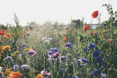 Close-up of poppies blooming on field against sky