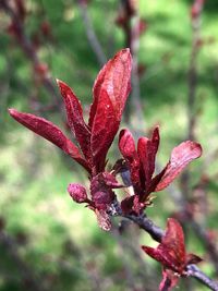 Close-up of red flowering plant