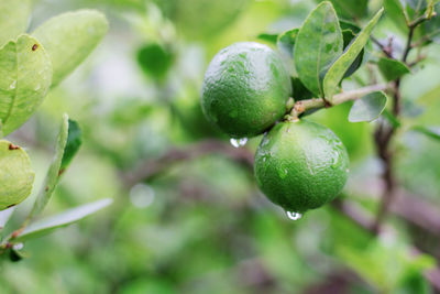 Close-up of limes on tree