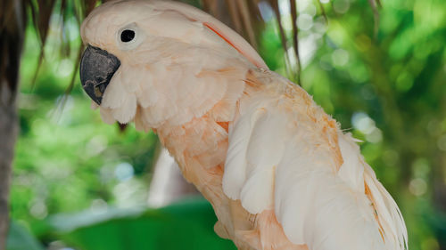 Close-up of parrot perching on tree