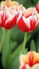 Close-up of red tulip