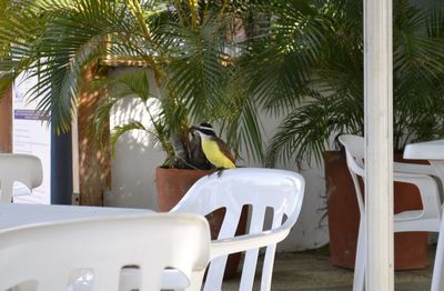 View of bird on table