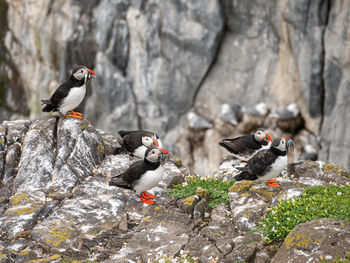 Birds perching on rock