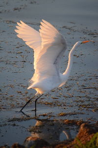 View of bird flying over lake