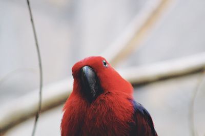 Close-up of duck