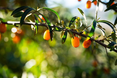 Hippophae rhamnoides or sea buckthorn berries in sunlight on bush, shallow depth of field.