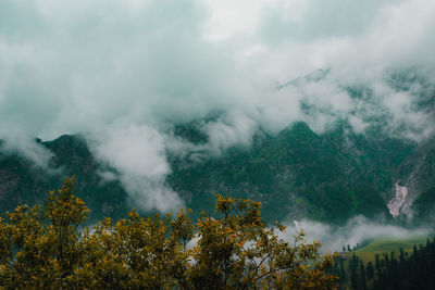 Scenic view of trees in forest against sky