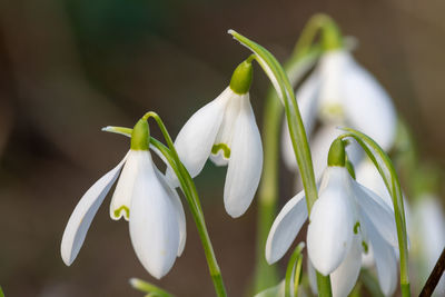 Close up of snowdrops in bloom