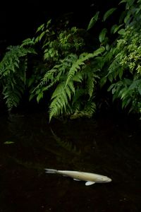 Close-up of fish swimming in water