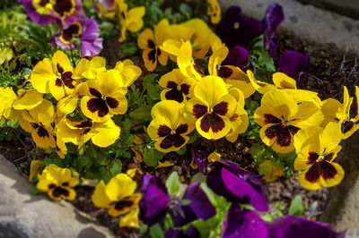 Close-up of yellow flowers