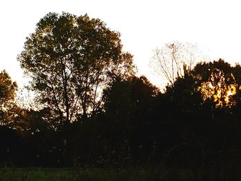 Low angle view of silhouette trees against sky during sunset