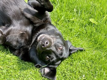 Black dog relaxing on field