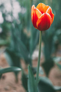 Close-up of poppy blooming outdoors