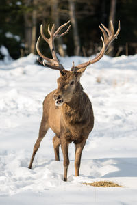 Deer on snow covered land