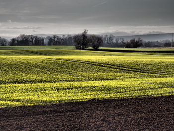 Scenic view of field against sky