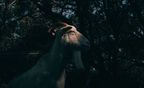 Horse looking away