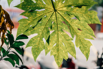 Close-up of maple leaf