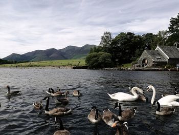 Bird flying over calm lake