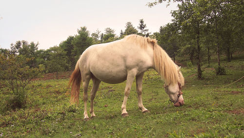 Horse standing on field against trees