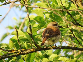 Bird perching on a branch