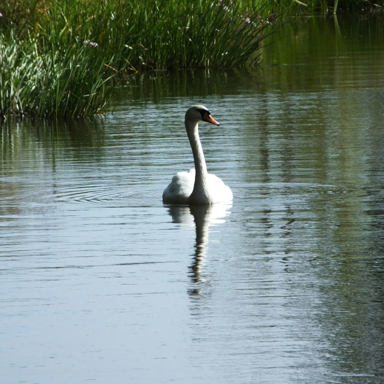 bird, water, animal themes, lake, animals in the wild, wildlife, swan, reflection, waterfront, one animal, swimming, nature, rippled, water bird, beak, beauty in nature, outdoors, day, tranquility, no people