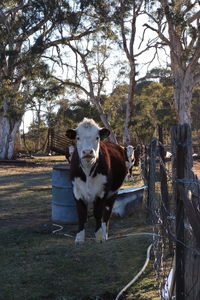 Portrait of dog on field