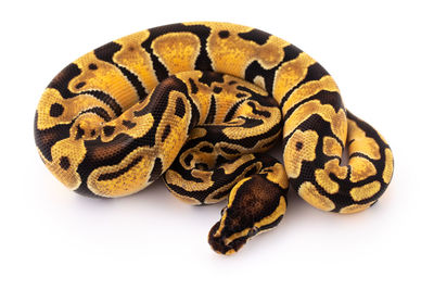 Close-up of snake against white background