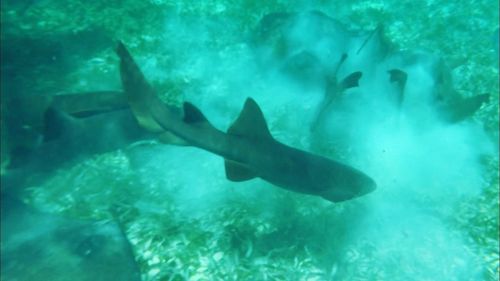 Fish swimming in sea