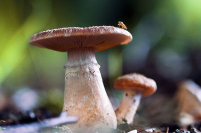 Close-up of mushroom on tree