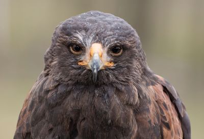 Close-up portrait of owl