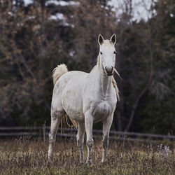 Horse standing on field