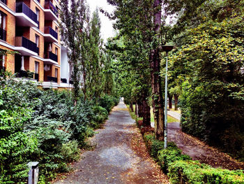 Narrow walkway along trees