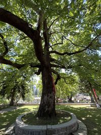 Low angle view of trees