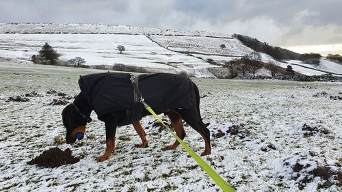 Horse standing on snow covered mountain