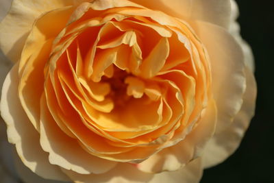 Close-up of rose