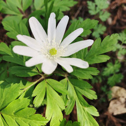 Close-up of white flowering plant