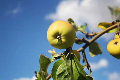 Low angle view of apple on tree against sky