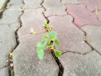 High angle view of plant growing on footpath